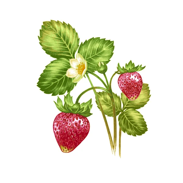 Vector bloemen en aardbeien — Stockvector