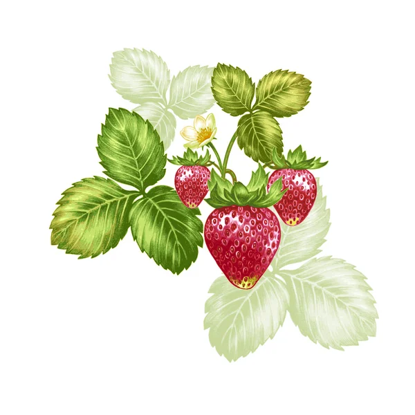 Vector ilustración fresas — Archivo Imágenes Vectoriales