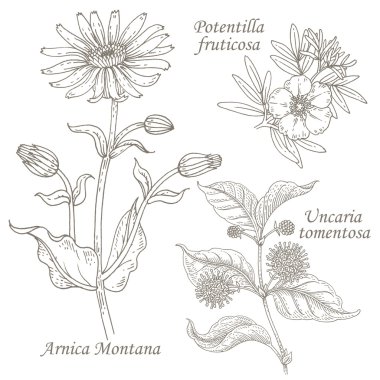 Tıbbi otlar arnica, potentilla, uncaria İllüstrasyon.
