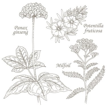 Tıbbi otlar ginseng, potentilla, milfoil İllüstrasyon.