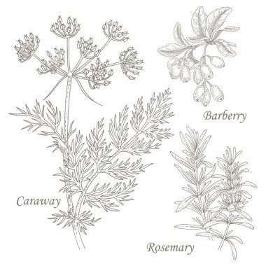 Tıbbi otlar caraway, böğürtlen, biberiye İllüstrasyon.
