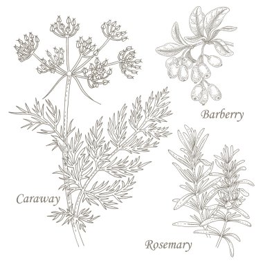 Illustration of medical herbs caraway, barberry, rosemary. clipart