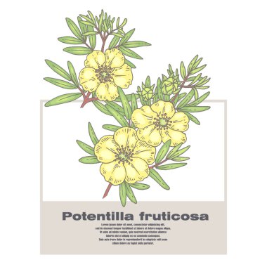 Tıbbi otlar Potentilla fruticosa İllüstrasyon.