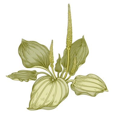 Tıbbi bitki plantain.