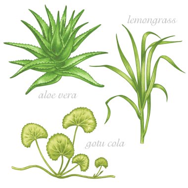Tıbbi otlar. Aloe vera, limon otu, gotu kola. Ayarlamak.