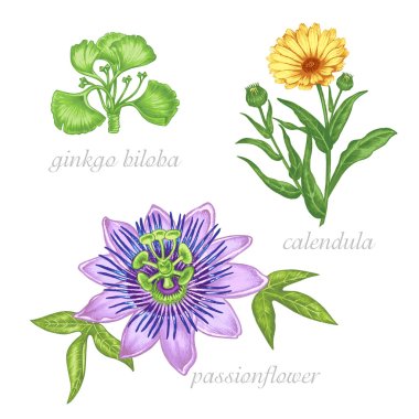 Medical herbs. Ginkgo biloba, passionflower, colendula. Set. clipart