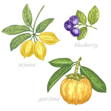 Medical herbs. Arjuna, blueberry, garcinia. Set. clipart