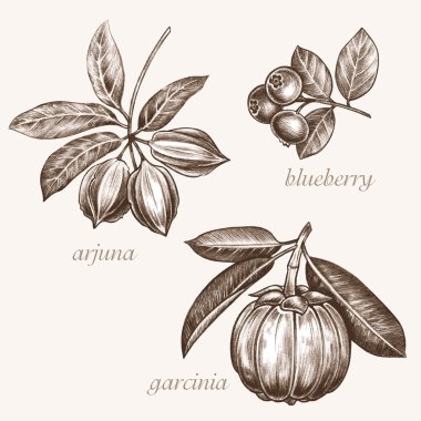 Set of medical herbs.  clipart