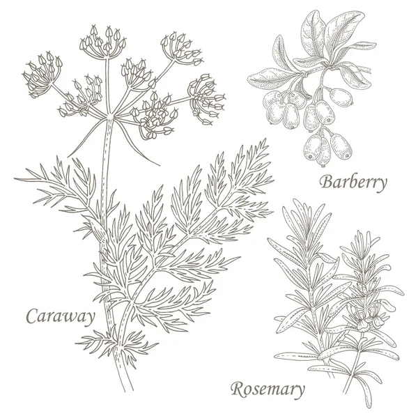 Illustratie van medische kruiden Caraway, Berberis, rozemarijn. — Stockvector