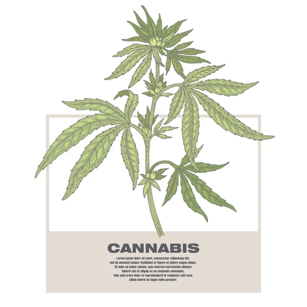 Illusztráció az orvosi gyógynövények kannabisz. — Stock Vector