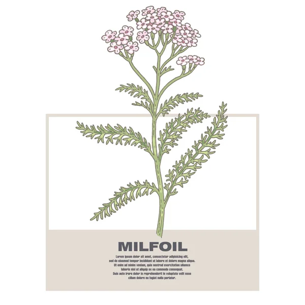 Ilustração de ervas medicinais Milfoil . —  Vetores de Stock