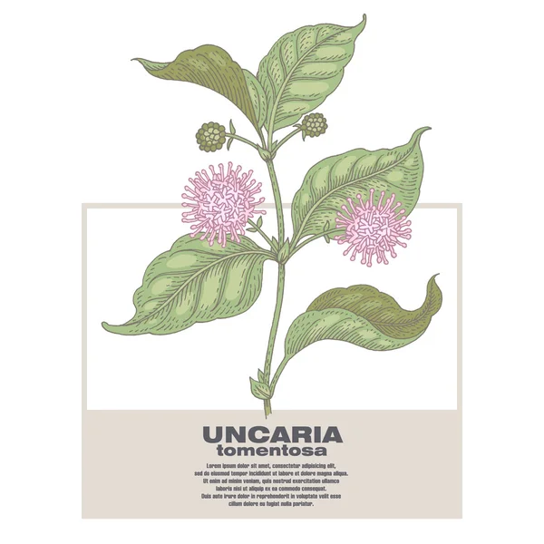 Ilustración de hierbas medicinales Uncaria tormentosa . — Vector de stock