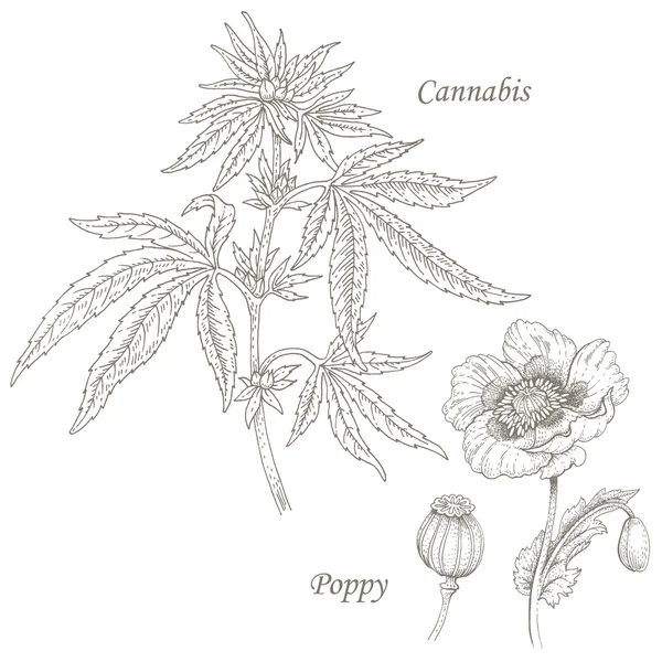Иллюстрация лечебных трав конопля, мак . — стоковый вектор