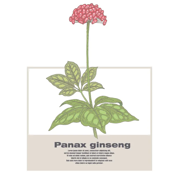 Ilustración de hierbas medicinales Panax ginseng . — Vector de stock