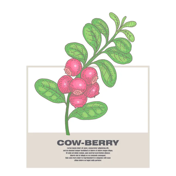 Orvosi fűszernövények szemléltetése Cow-Berry. — Stock Vector