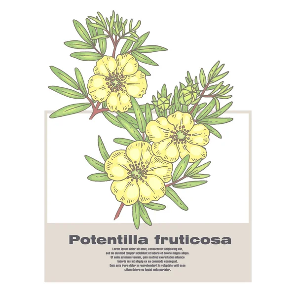 Abbildung der Heilkräuter potentilla fruticosa. — Stockvektor