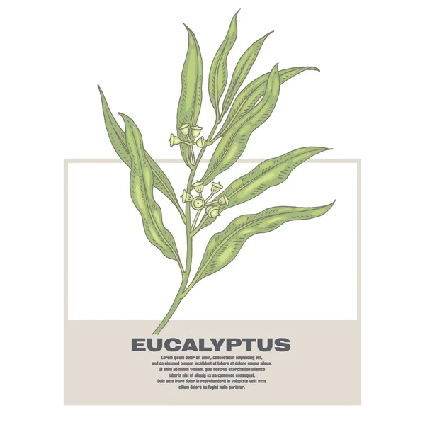 Ilustrace zdravotnických bylin Eucalyptus. — Stockový vektor