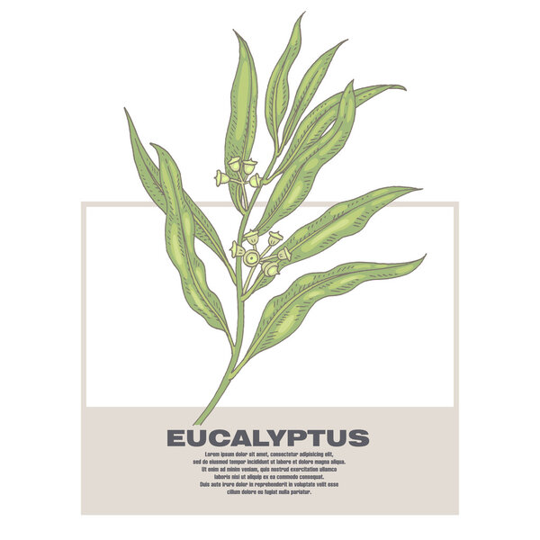 Illustration von Heilkräutern Eukalyptus. — Stockvektor
