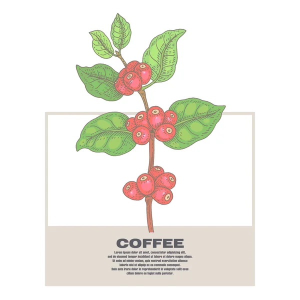 Illustrazione delle piante di caffè . — Vettoriale Stock