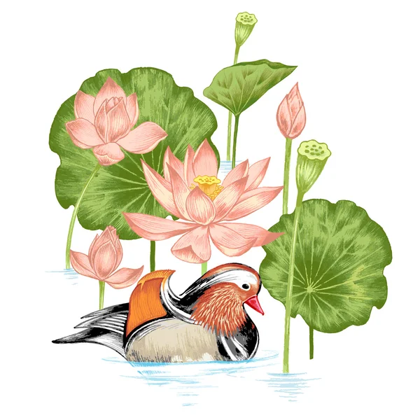 Illustrazione con fiori esotici e anatra mandarina . — Vettoriale Stock