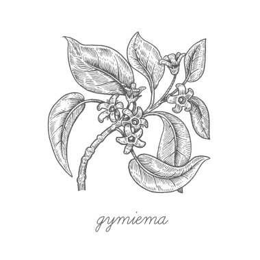 Tıbbi bitkilerin vektör görüntüsü.