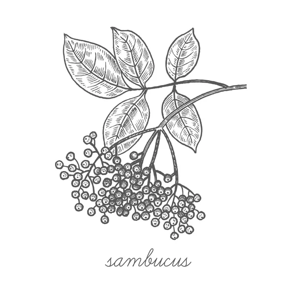 Tıbbi bitkilerin vektör görüntüsü.