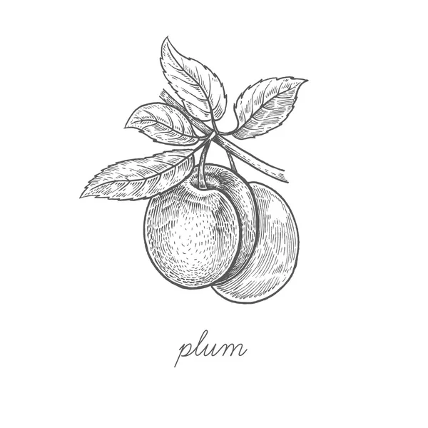 Vektor ilustrasi buah plum . - Stok Vektor