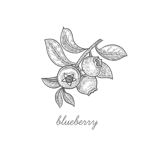 Vector illustratie van Berry bosbessen. — Stockvector