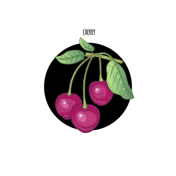 Gekleurde vector illustratie Berry Cherry. — Stockvector