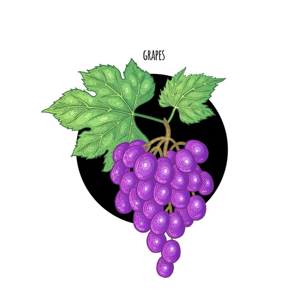 Ilustração vetorial colorida de uvas . — Vetor de Stock