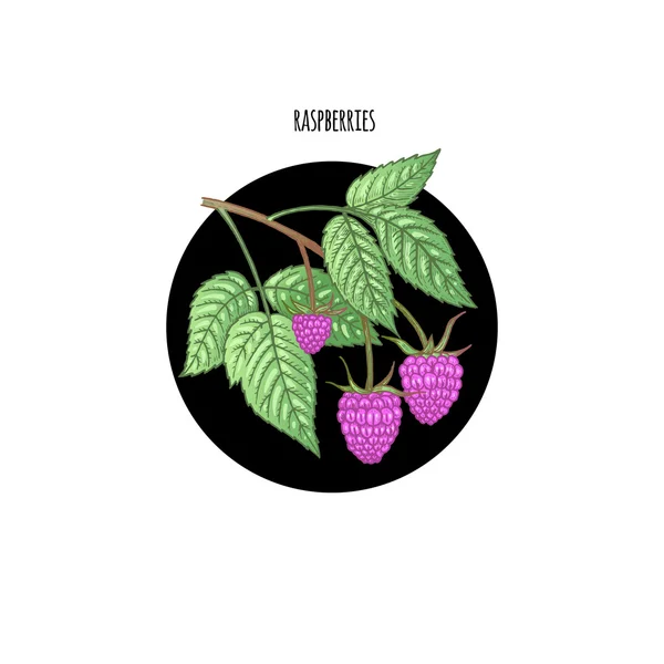 Colored vector illustration of raspberries. — Stock Vector