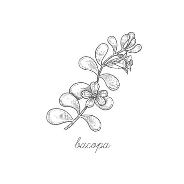 Medical plant Bacopa. clipart