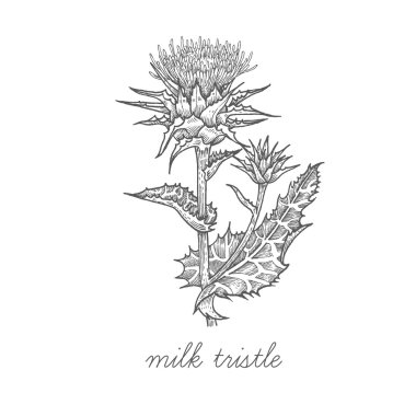 Tıbbi bitki Milk thistle.
