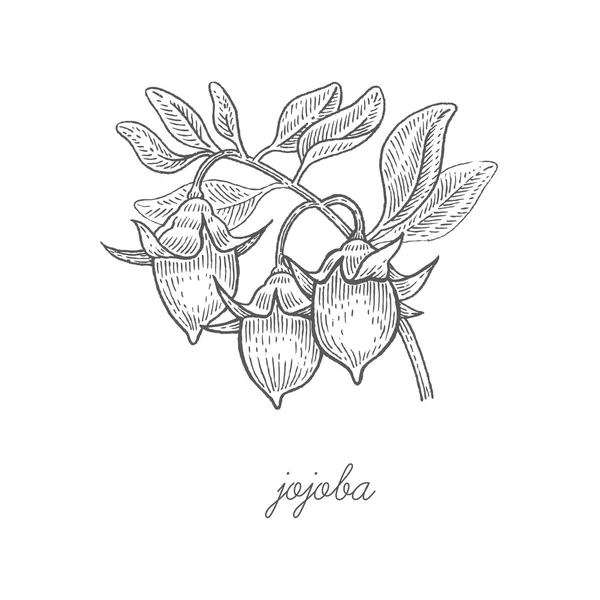 Plante médicale Jojoba . — Image vectorielle