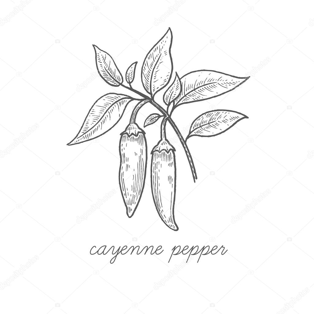 Medical plant Cayenne pepper. Stock Illustration by ©sashakasha 111266920