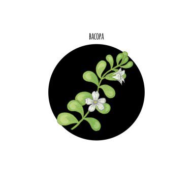 Image of branch plants Bacopa clipart