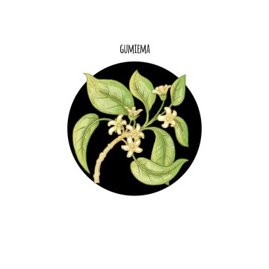 Bitki Gymiema resmi