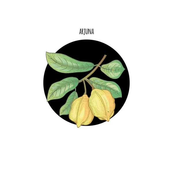 Изображение отраслевых растений arjuna — стоковый вектор