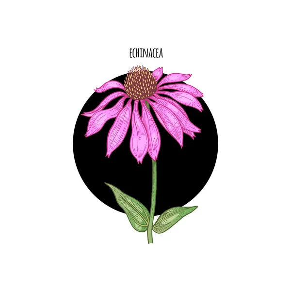 Bild der Echinacea-Blüte — Stockvektor