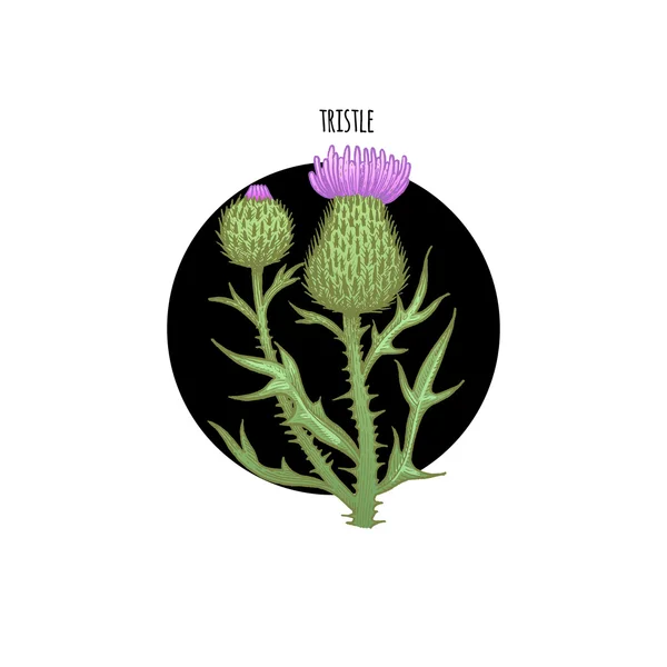 Image of plant thistle — Stock Vector