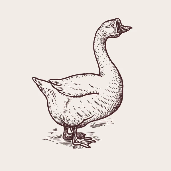 Grafische illustratie-pluimvee gans. — Stockvector