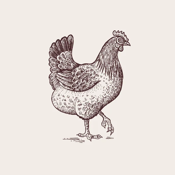 Grafische illustratie-kippen kip. — Stockvector
