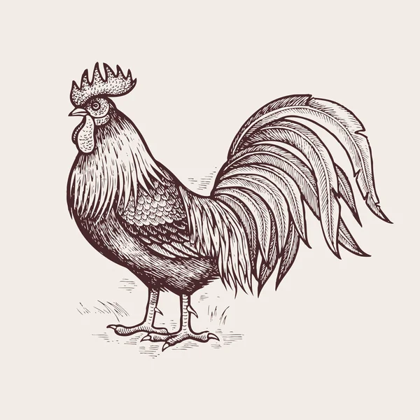 Ilustración gráfica - gallo avícola . — Archivo Imágenes Vectoriales