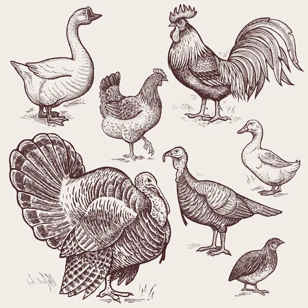 Grafická ilustrace-drůbeží husy, kohout, kuře, Turecko, — Stockový vektor