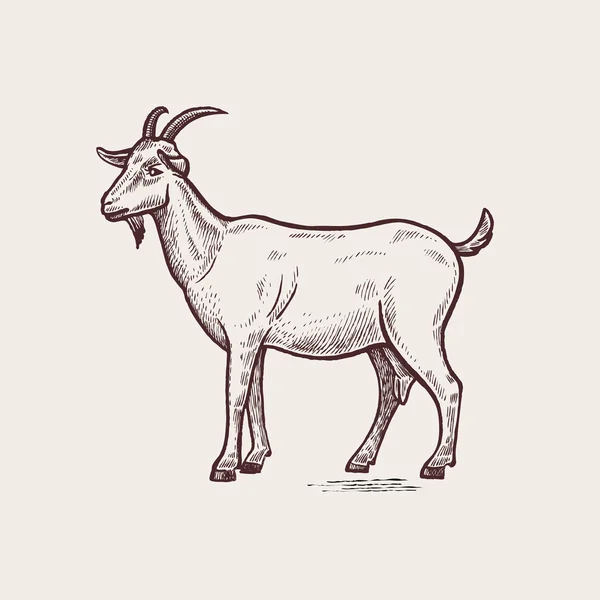 Ilustrasi hewan ternak kambing - Stok Vektor