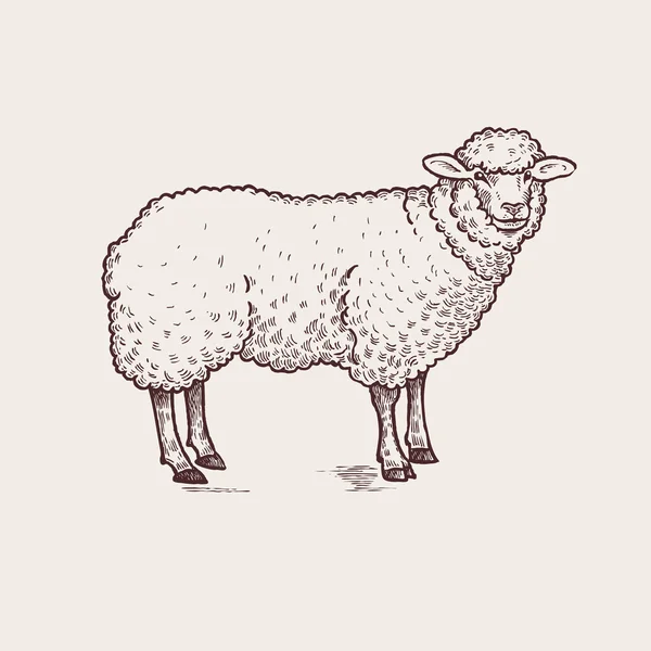 Illustration animaux de ferme - moutons — Image vectorielle