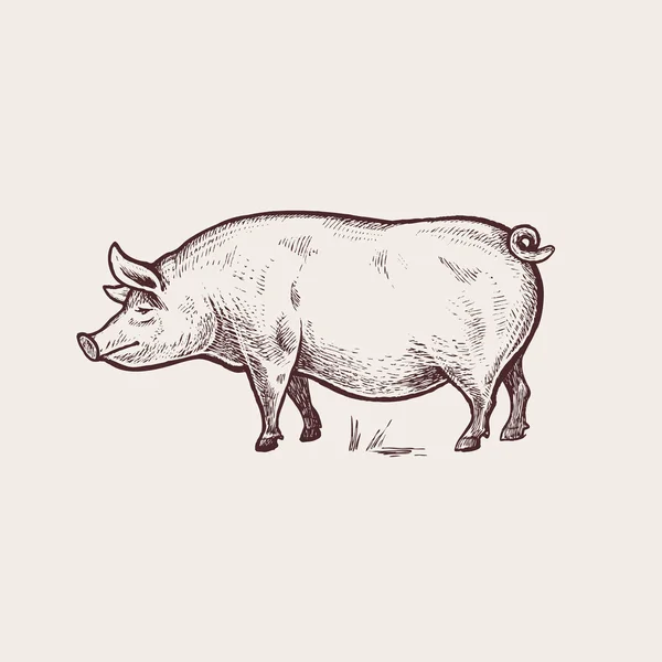 Animales de granja de ilustración - cerdo — Archivo Imágenes Vectoriales