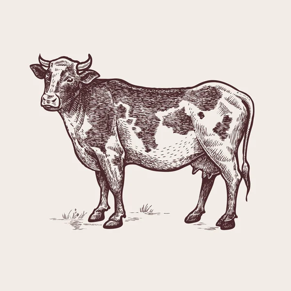 Ilustrasi hewan ternak Sapi - Stok Vektor