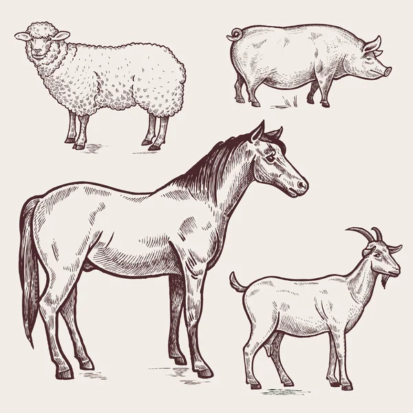 Set volaille - cheval, mouton, porc, chèvre. Animaux de ferme — Image vectorielle