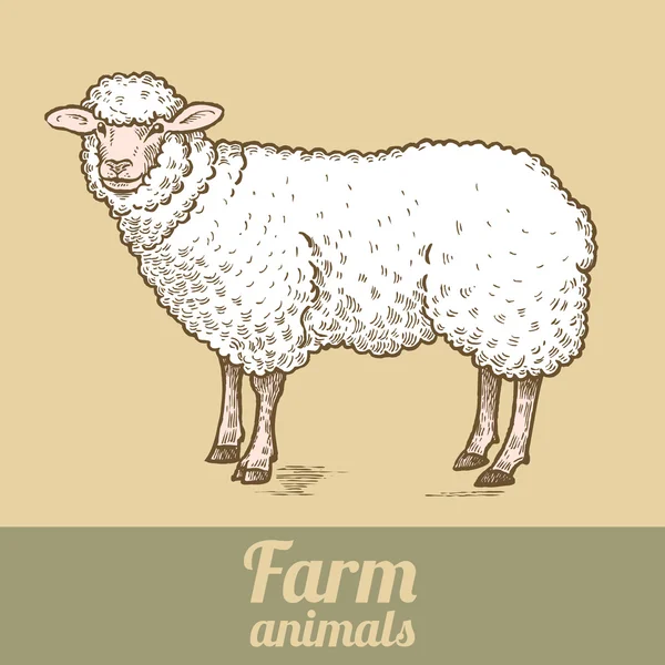 Πρόβατα εκτρεφόμενα ζώα. — Διανυσματικό Αρχείο
